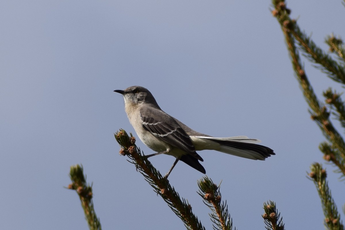 Northern Mockingbird - Neal Fitzsimmons