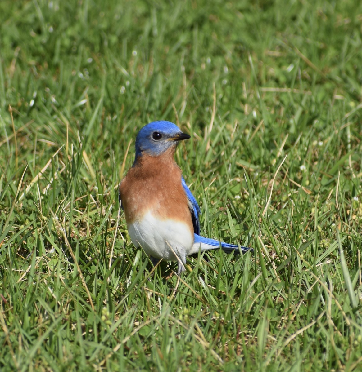 Eastern Bluebird - Neal Fitzsimmons