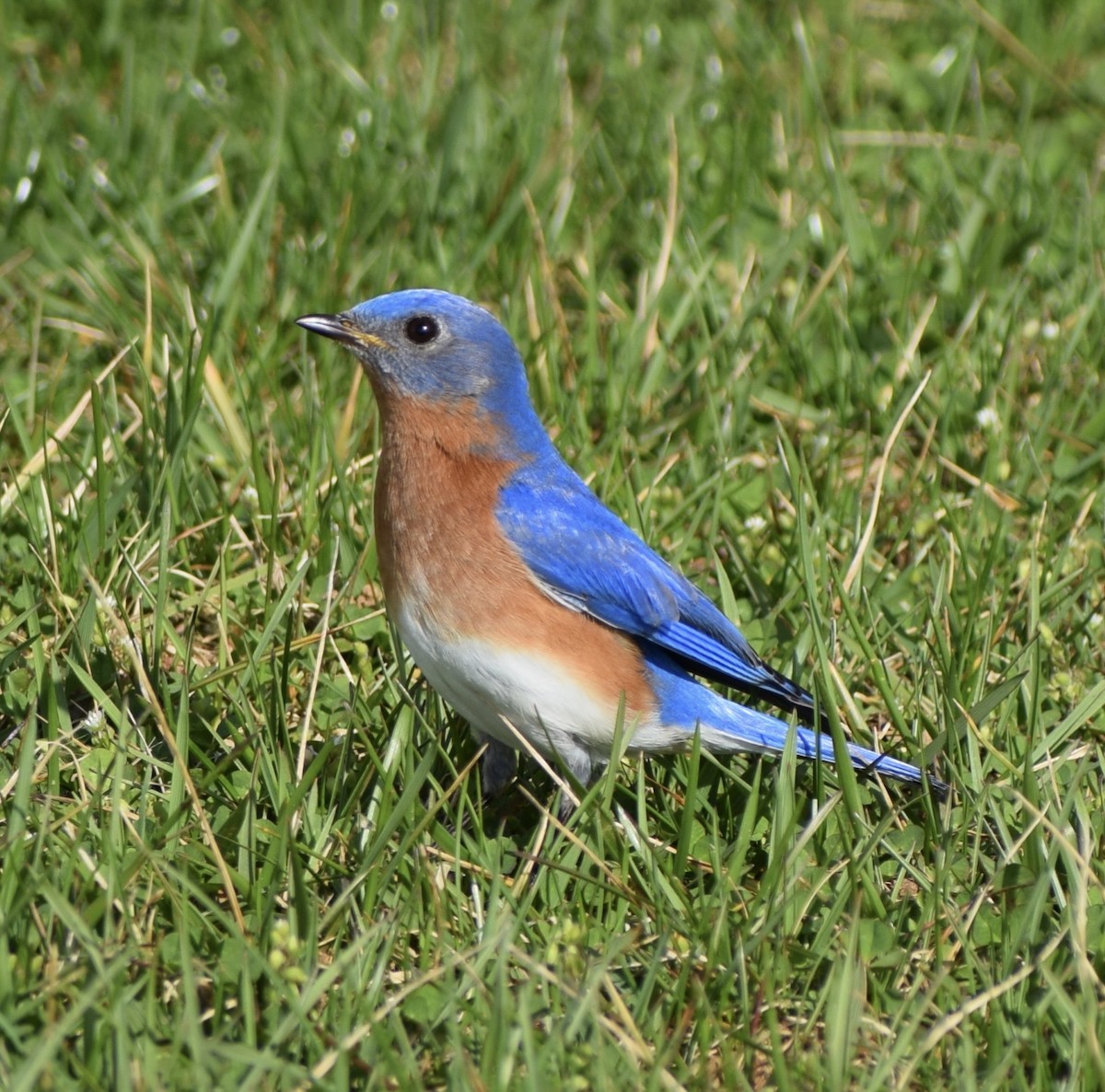 Eastern Bluebird - Neal Fitzsimmons