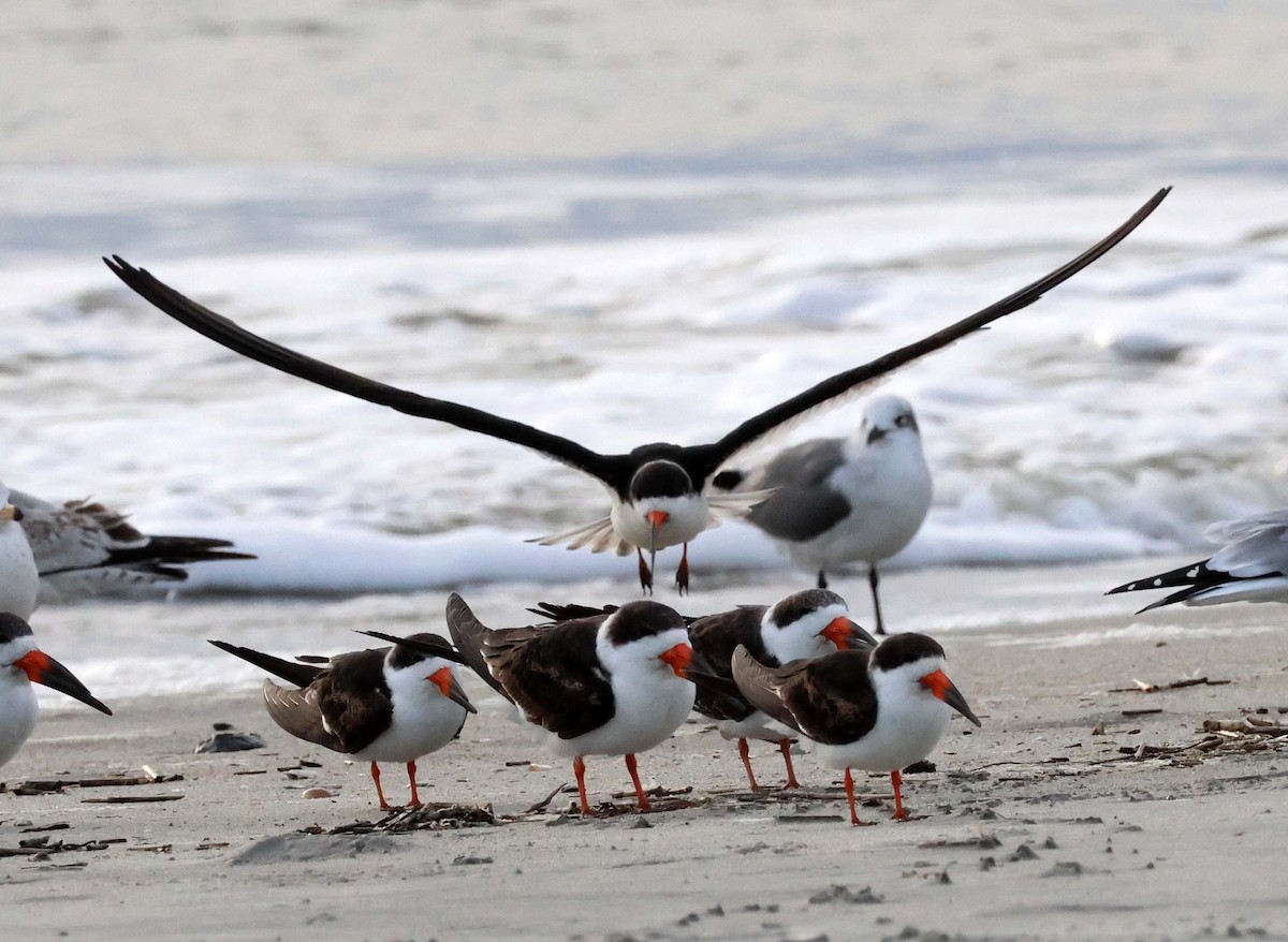 Black Skimmer - ML616159784