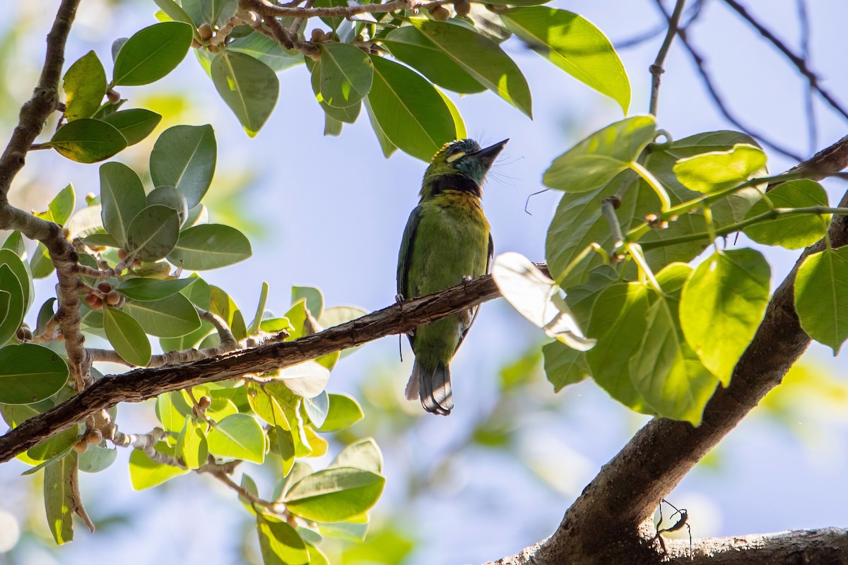 Küçük Yeşil Barbet - ML616159805