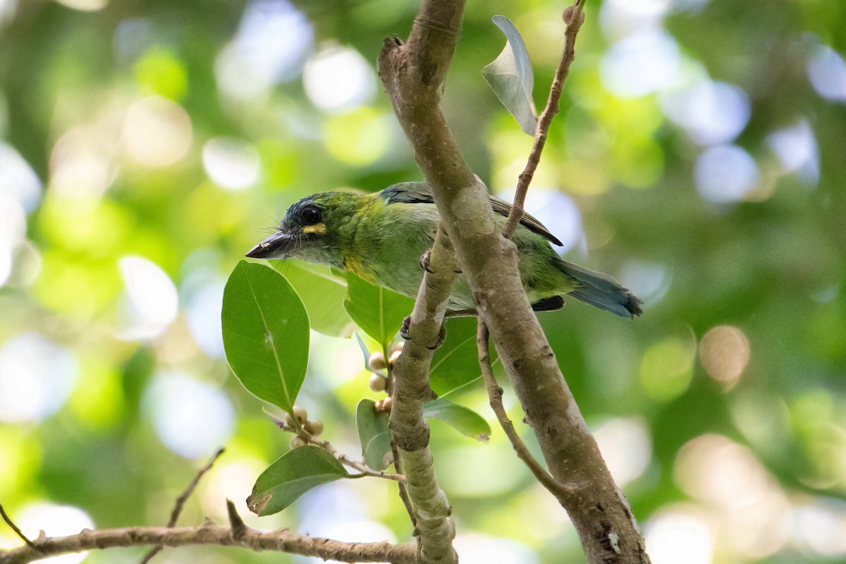 Yellow-eared Barbet - ML616159806