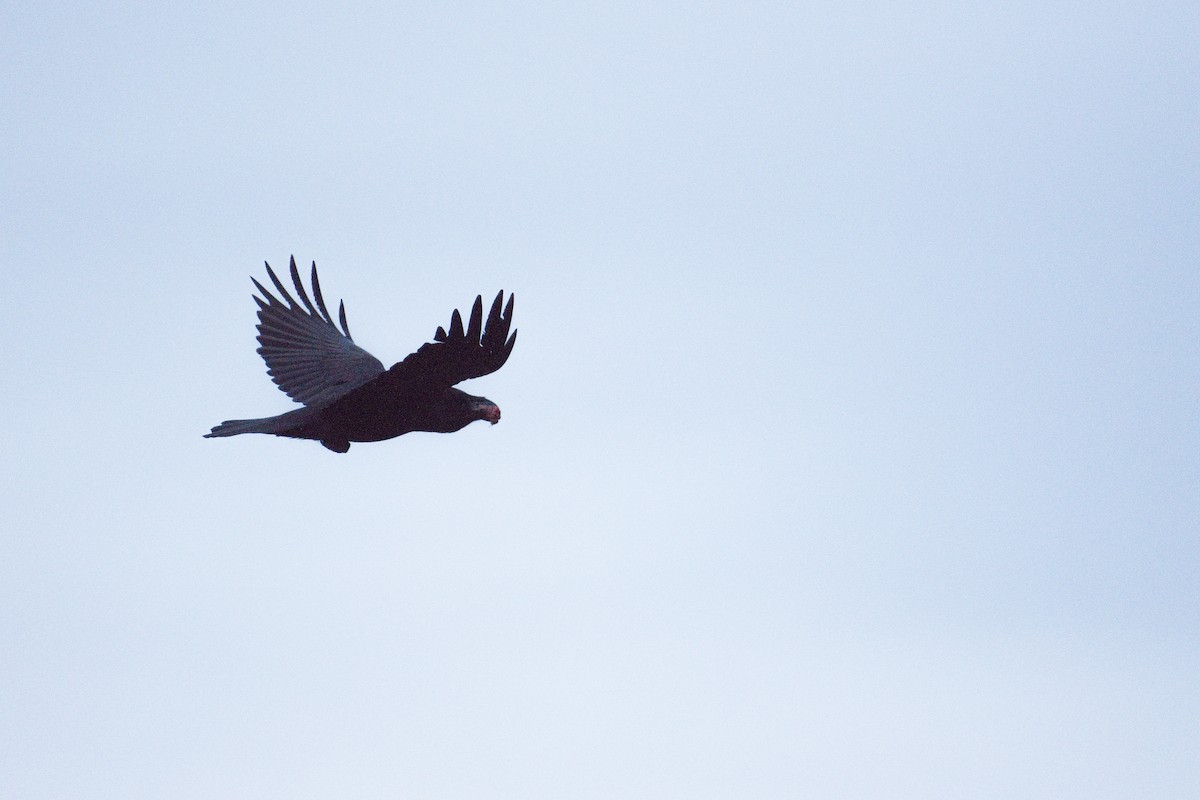 Common Raven - ML616159841