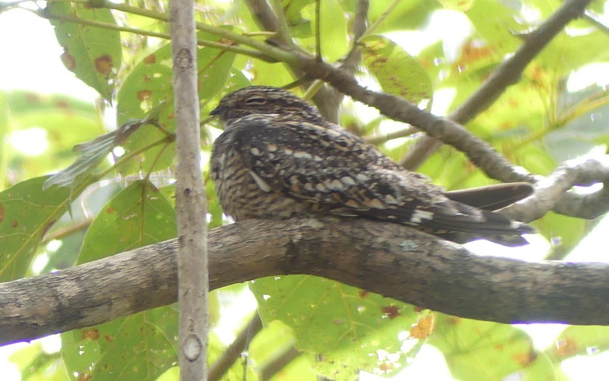 Lesser Nighthawk - ML616159888