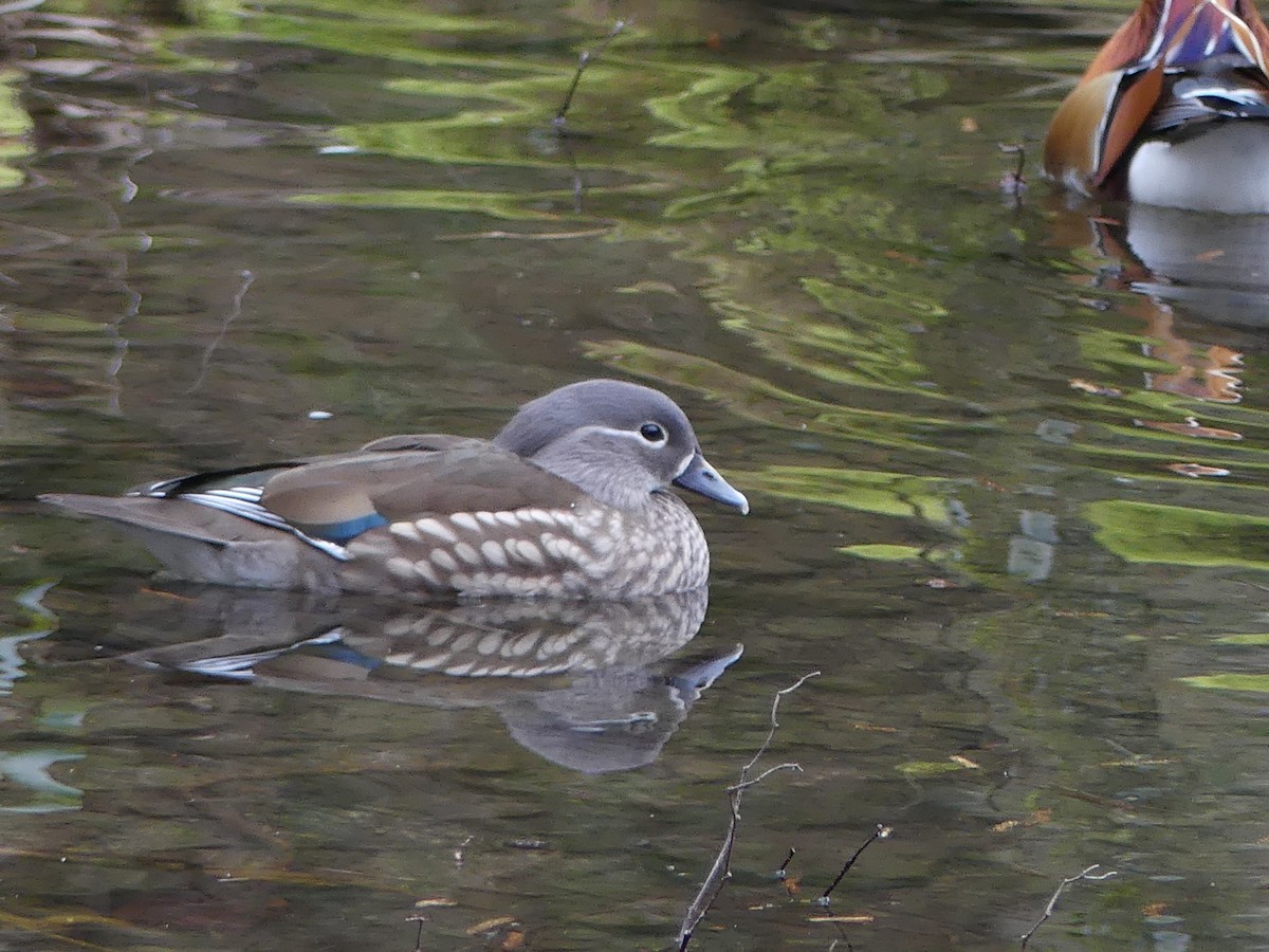 Mandarin Duck - ML616159895