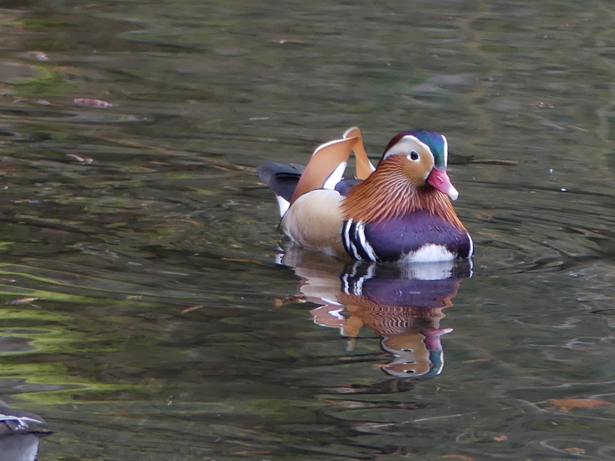 Mandarin Duck - ML616159896