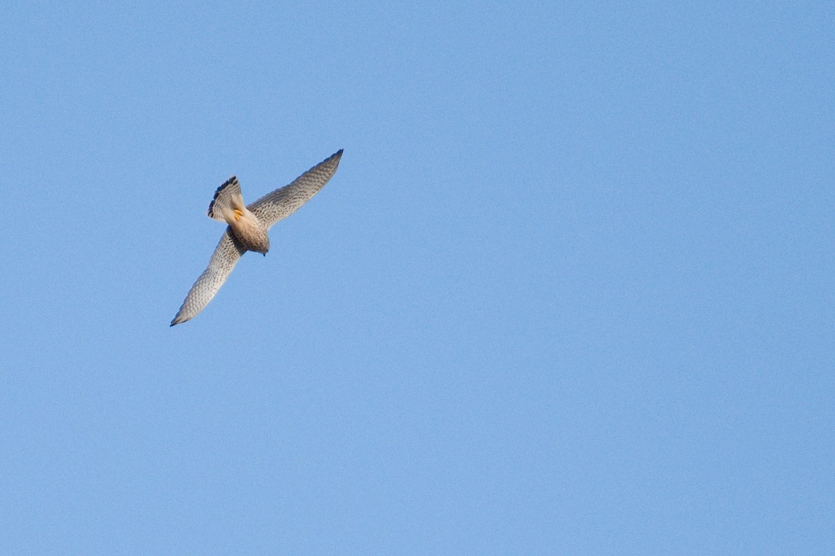 Eurasian Kestrel - ML616159914