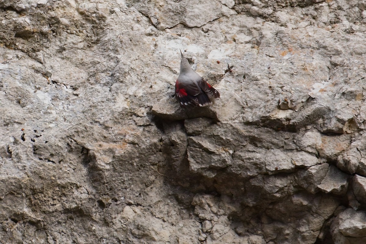 Wallcreeper - ML616159918