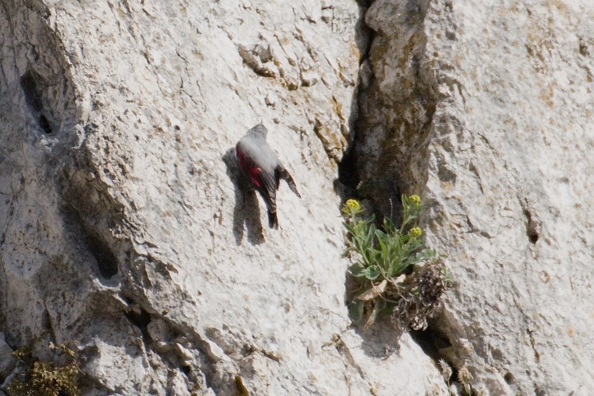 Wallcreeper - ML616159931