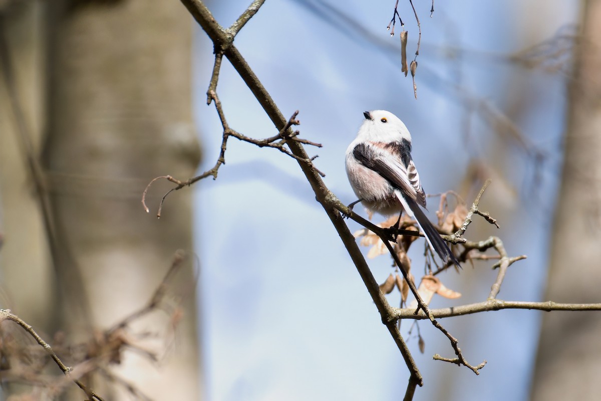 Long-tailed Tit - ML616159938