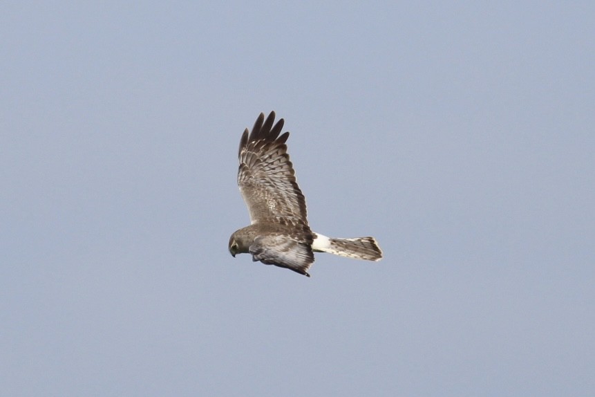 Northern Harrier - ML616159999