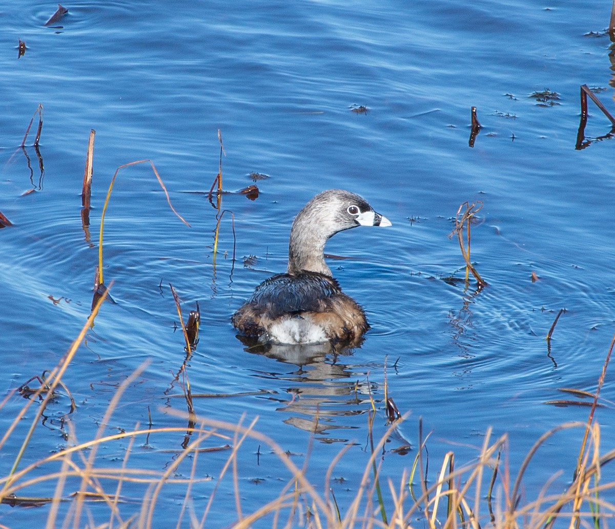 Pied-billed Grebe - ML616160017