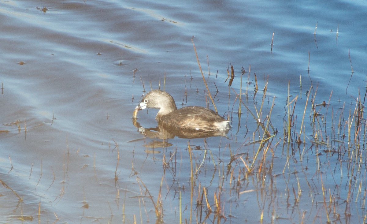 Pied-billed Grebe - ML616160018