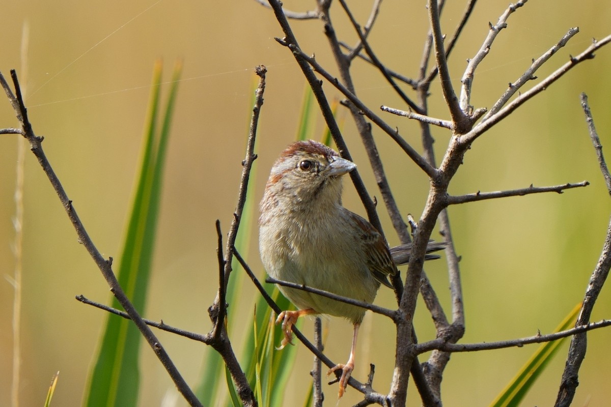 Bachman's Sparrow - Taylor Zeglam