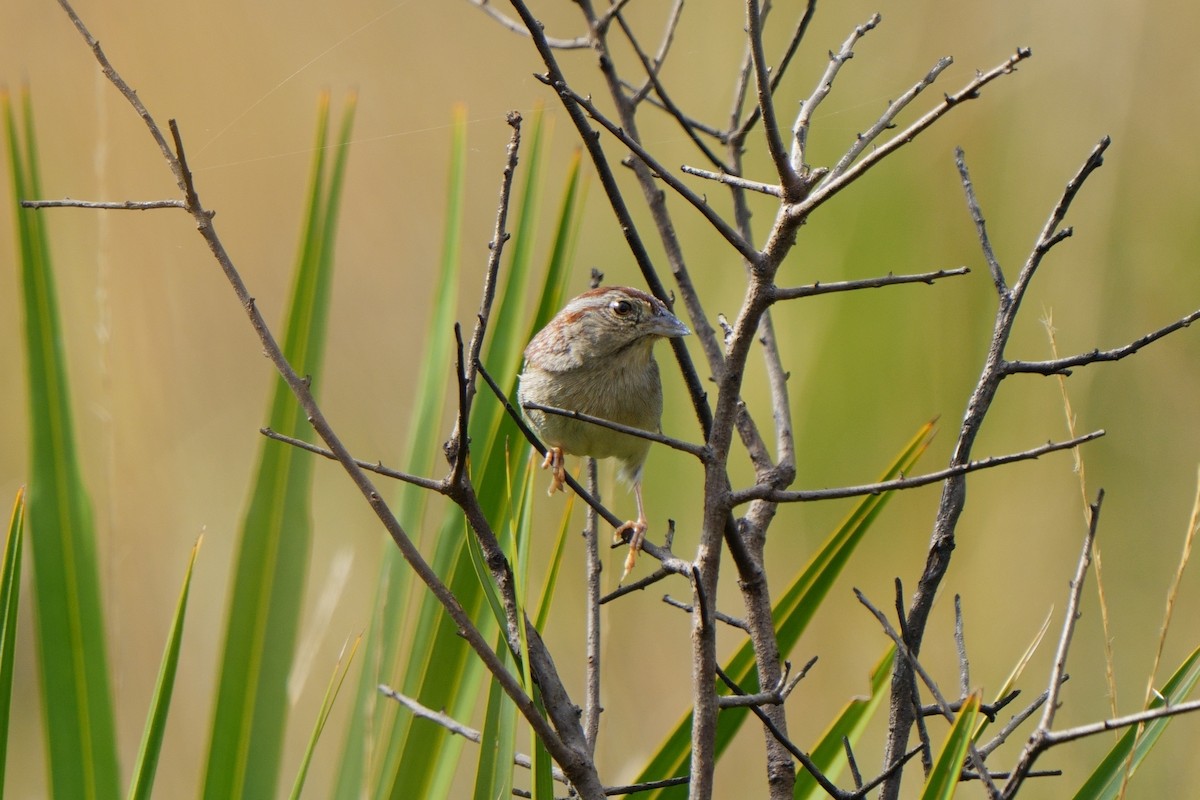 Bachman's Sparrow - ML616160056