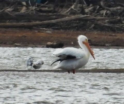 American White Pelican - ML616160066