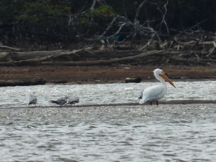 American White Pelican - ML616160067