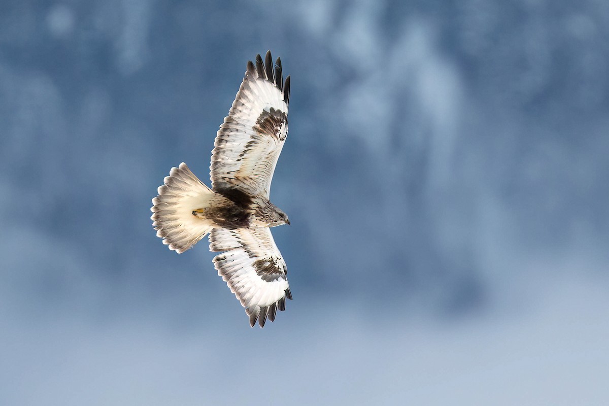 Rough-legged Hawk - ML616160156