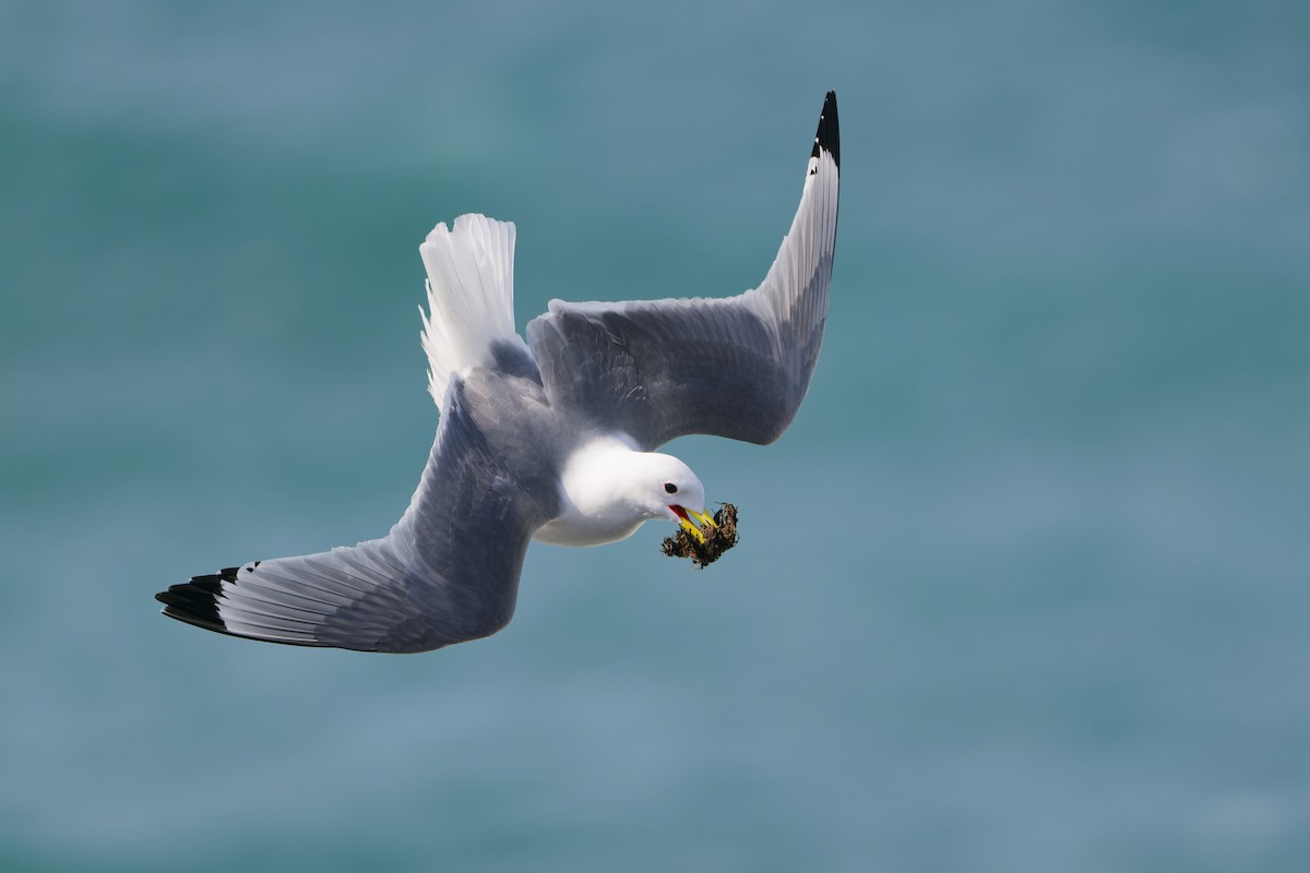 Black-legged Kittiwake (tridactyla) - Paul Maury