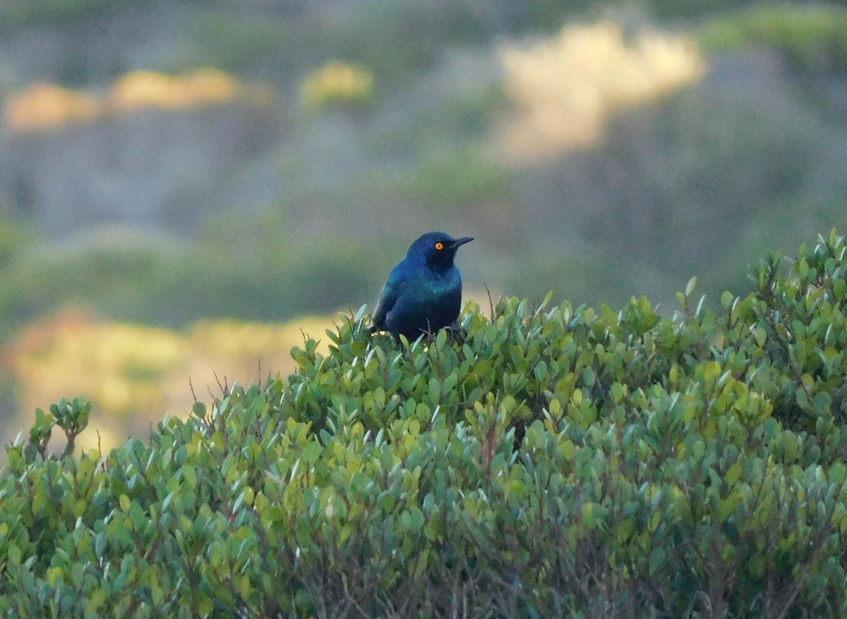 Cape Starling - Zoë Lunau