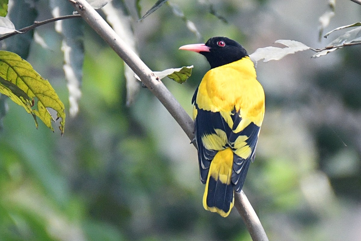 svarthettepirol - ML616160215