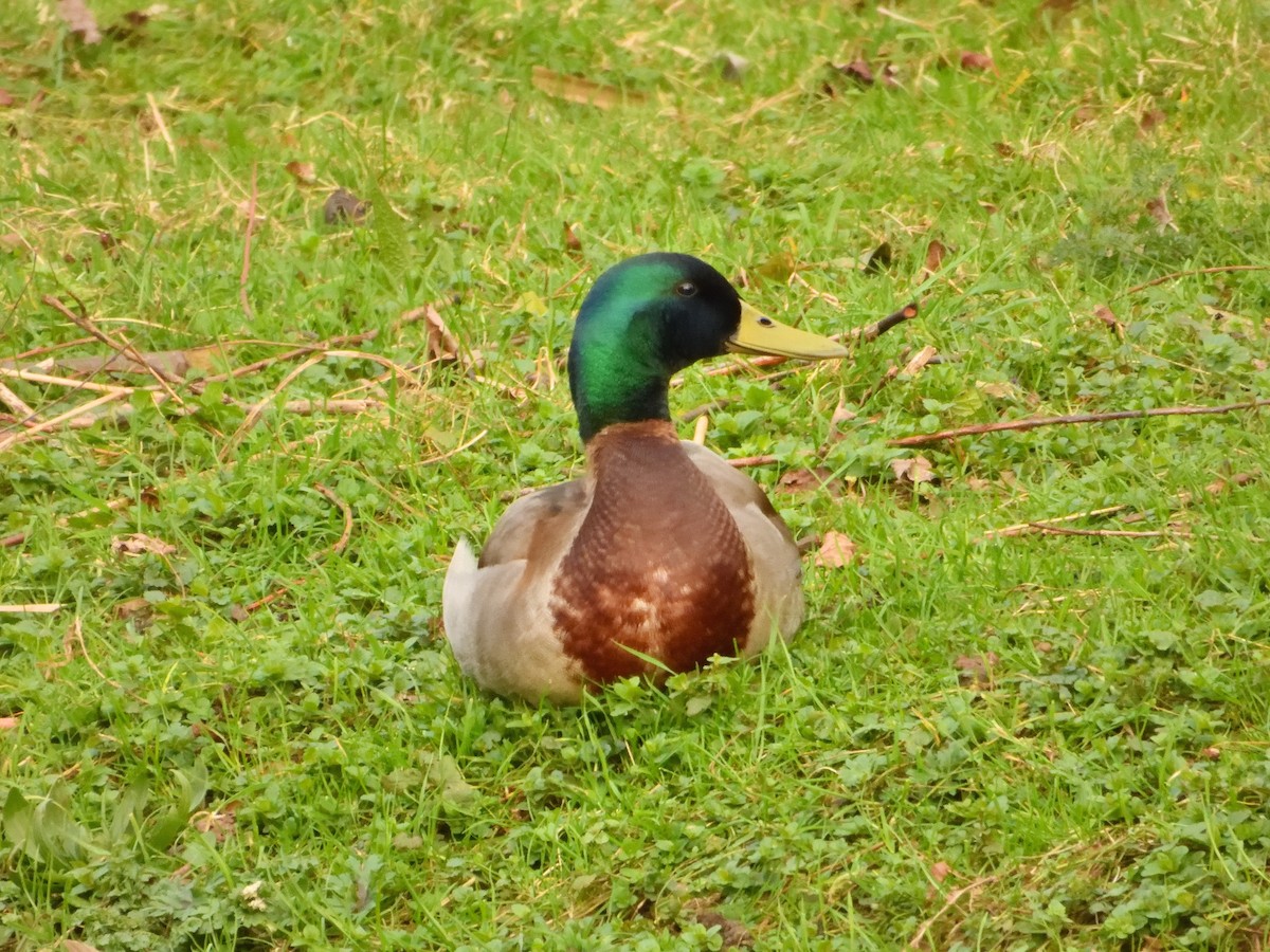 Mallard - Dennis op 't Roodt