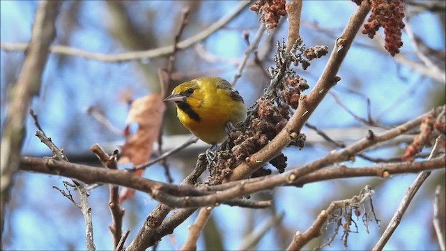 Bullock's Oriole - ML616160238