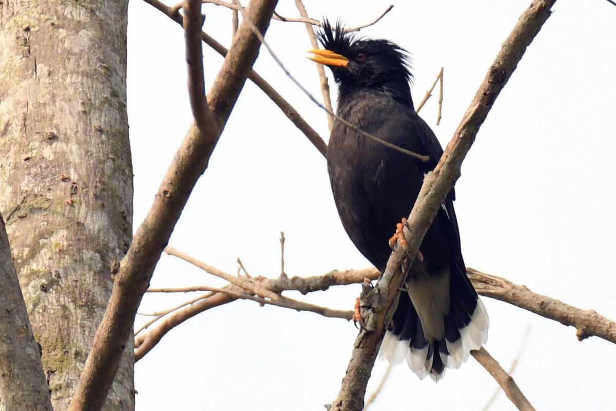 krattstær - ML616160245