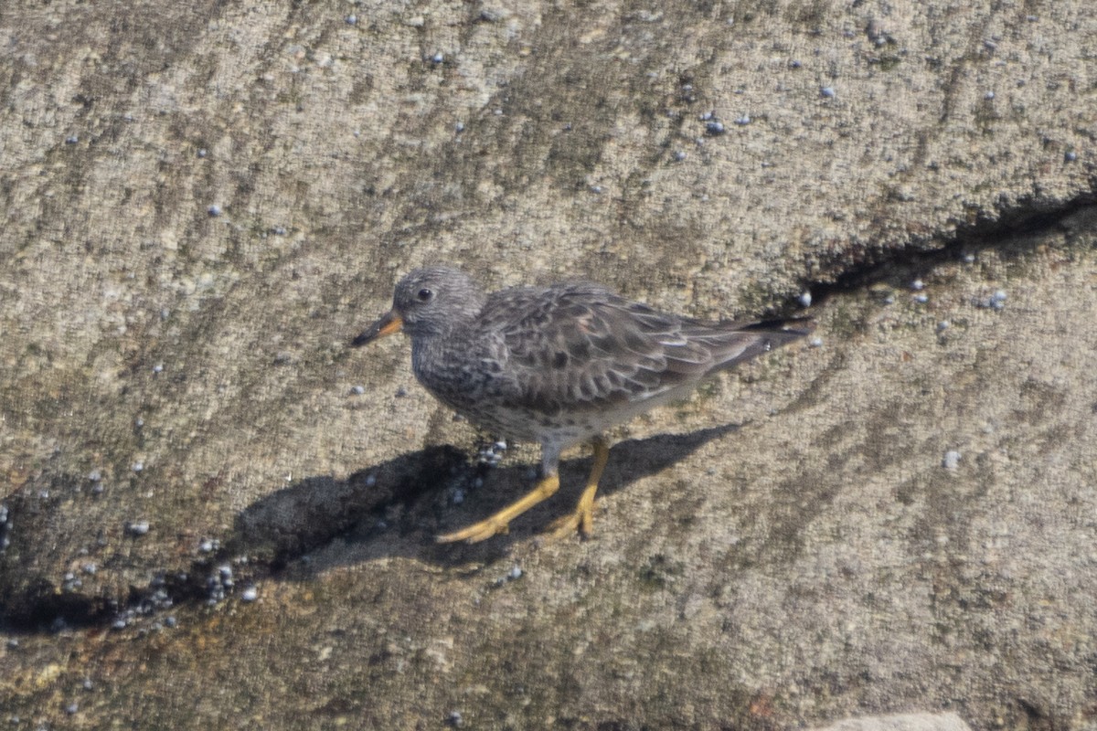 Surfbird - ML616160254