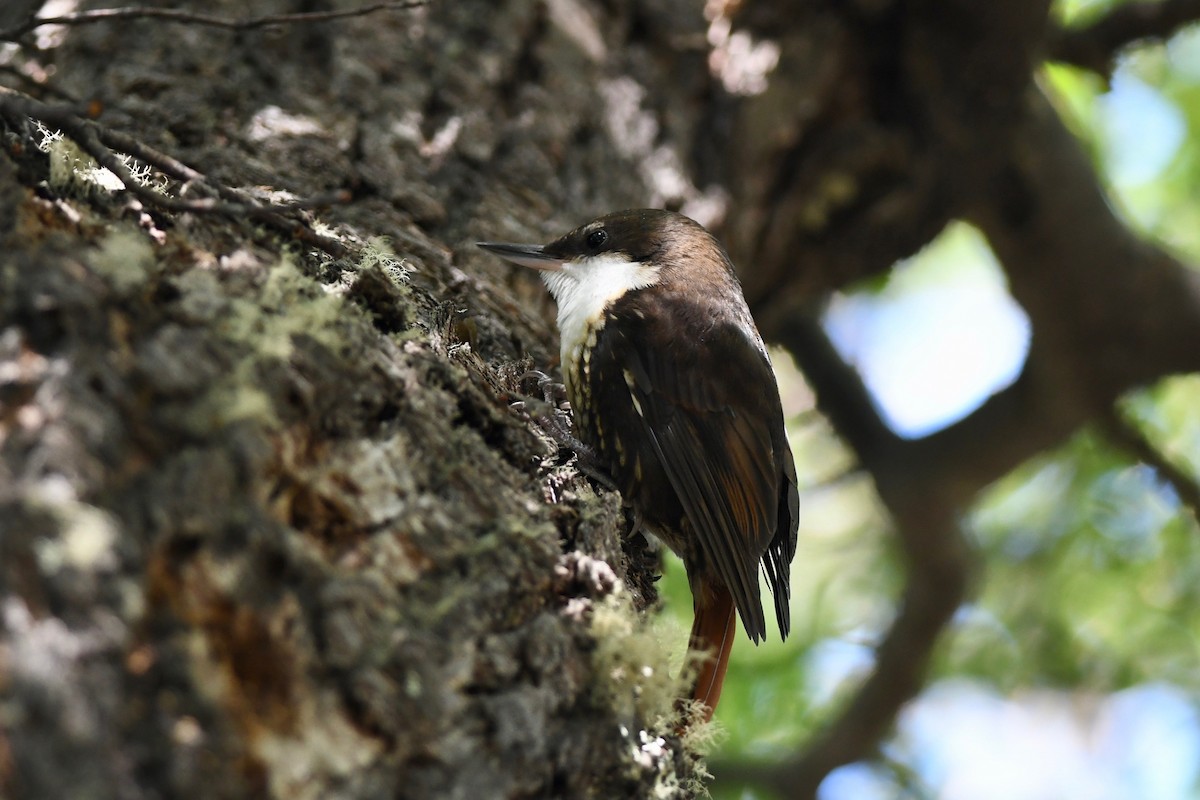 White-throated Treerunner - ML616160256