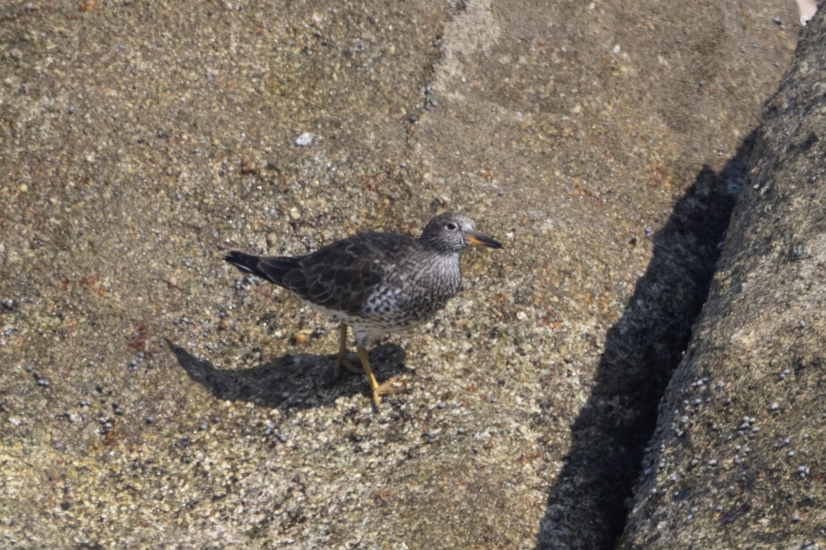 Surfbird - ML616160261