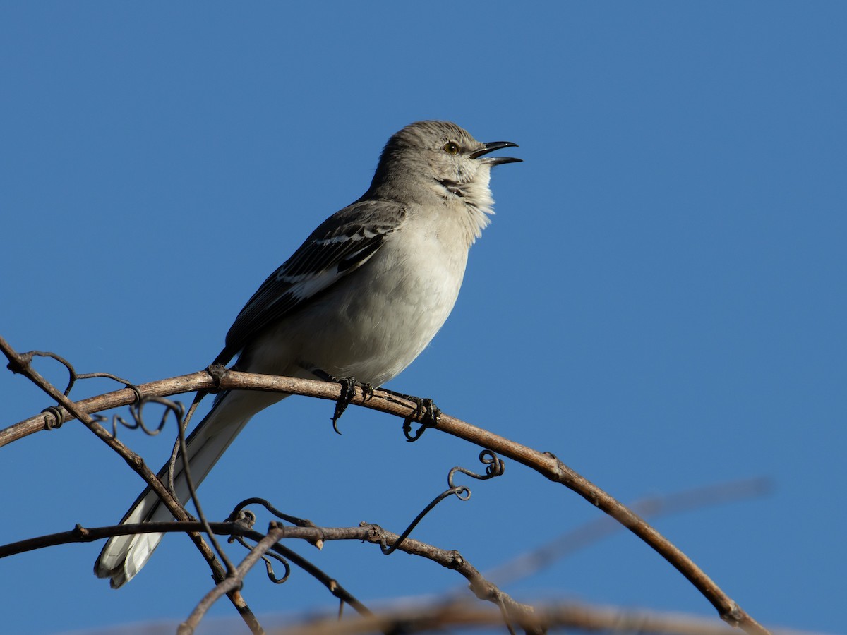 Northern Mockingbird - ML616160313