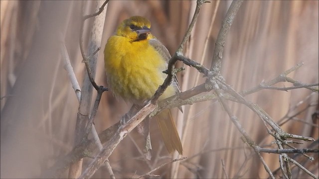 Oriole de Bullock - ML616160318