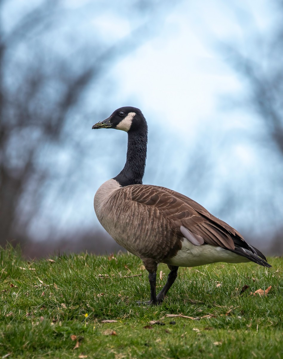 Canada Goose - ML616160332