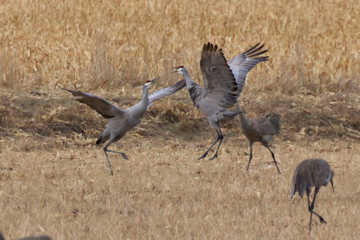 Sandhill Crane - ML616160361