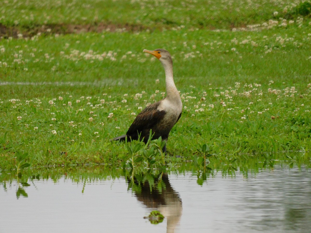 Cormoran à aigrettes - ML616160405