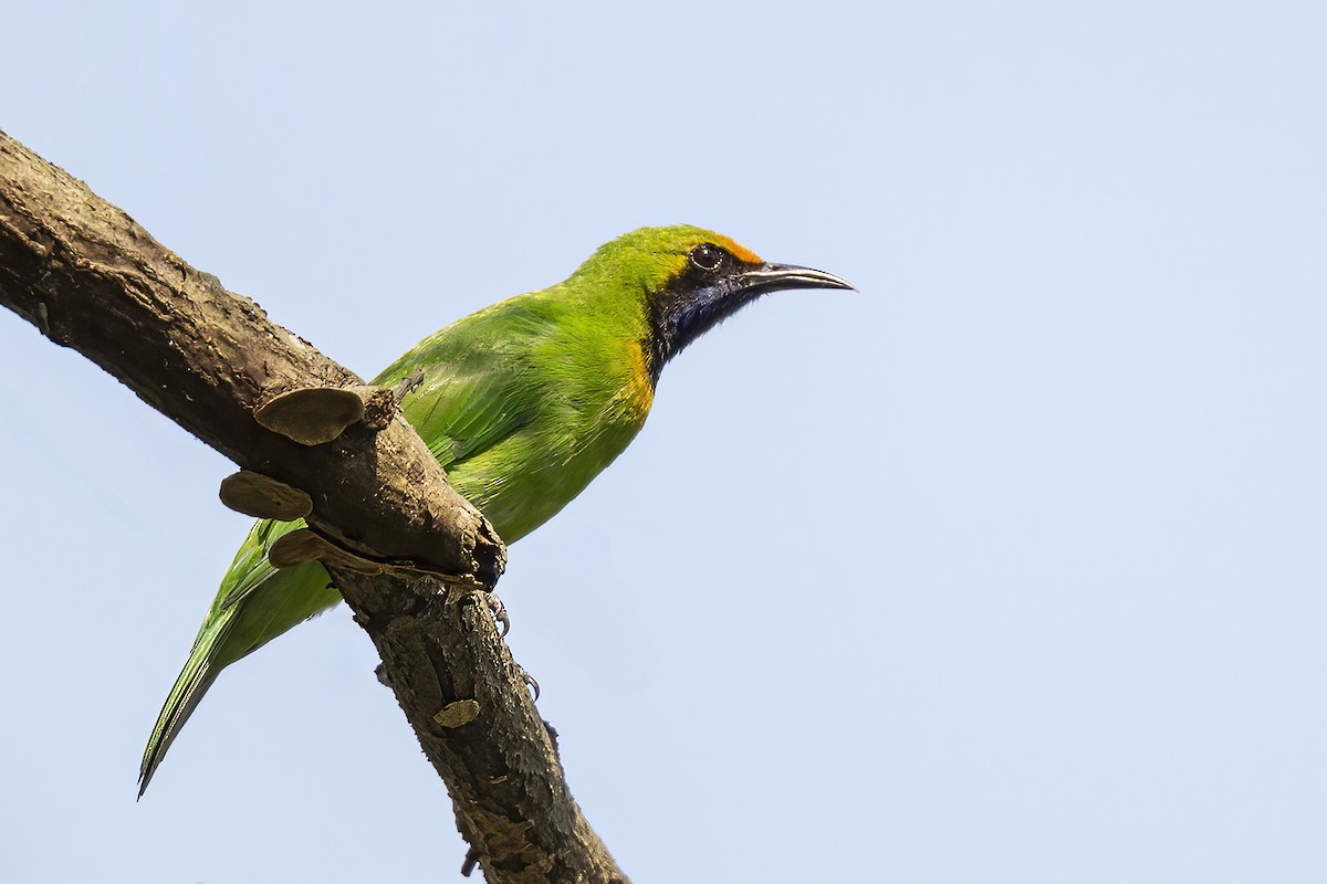 Golden-fronted Leafbird - ML616160416