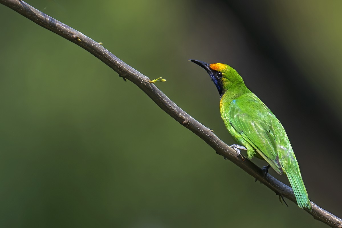 Golden-fronted Leafbird - ML616160417