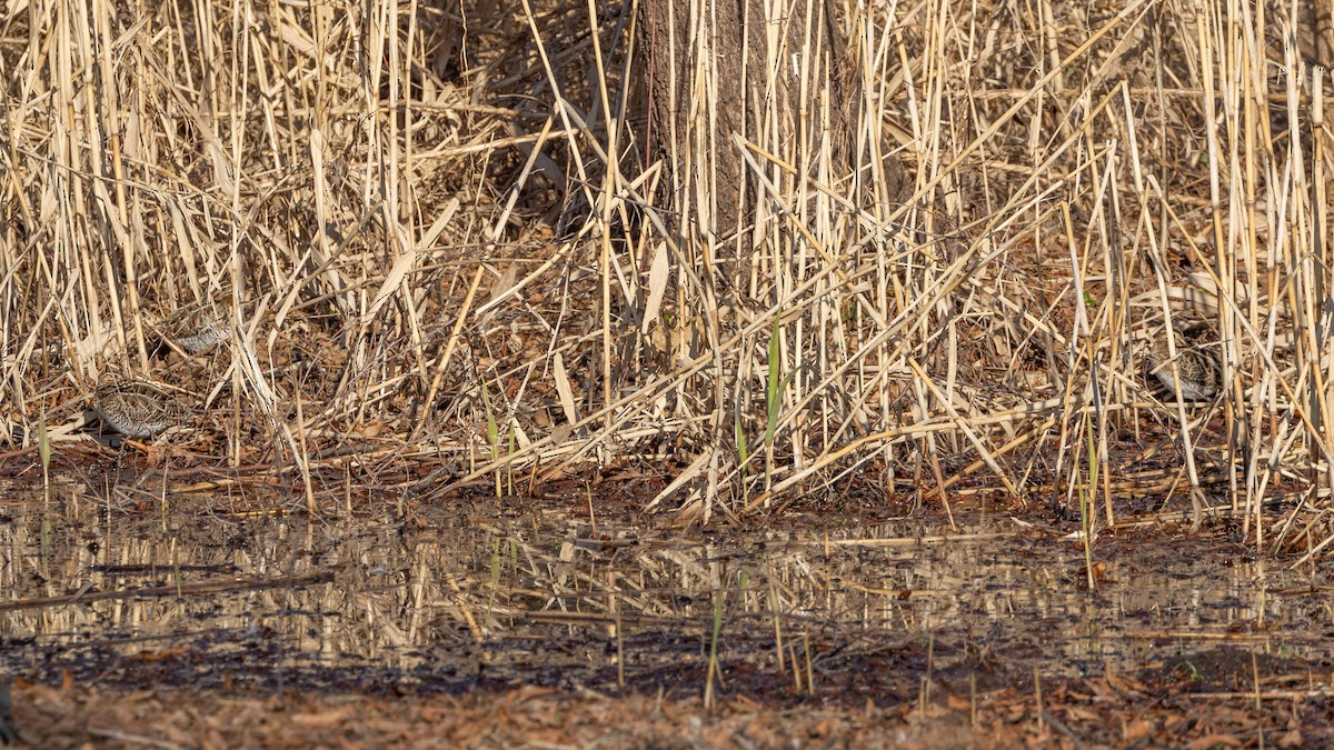 Common Snipe - ML616160419