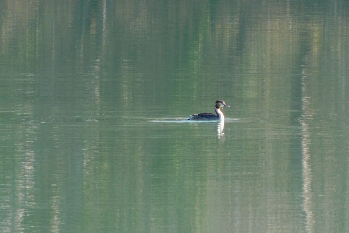 Great Crested Grebe - ML616160466