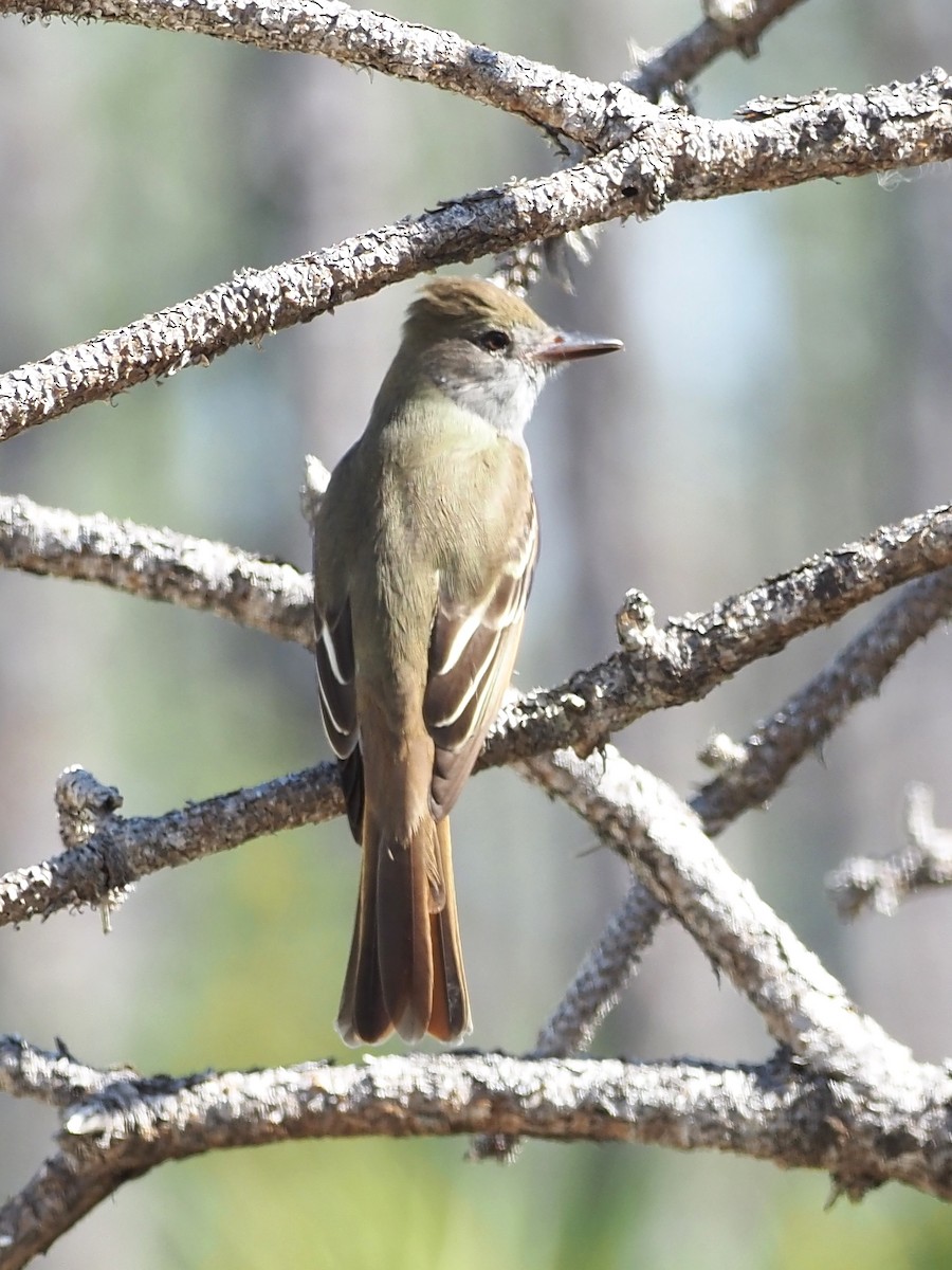 Great Crested Flycatcher - ML616160494