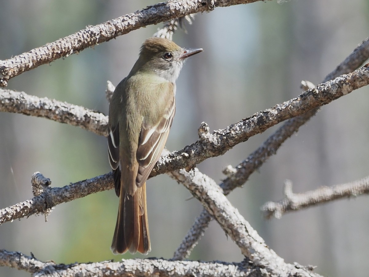 Great Crested Flycatcher - ML616160507