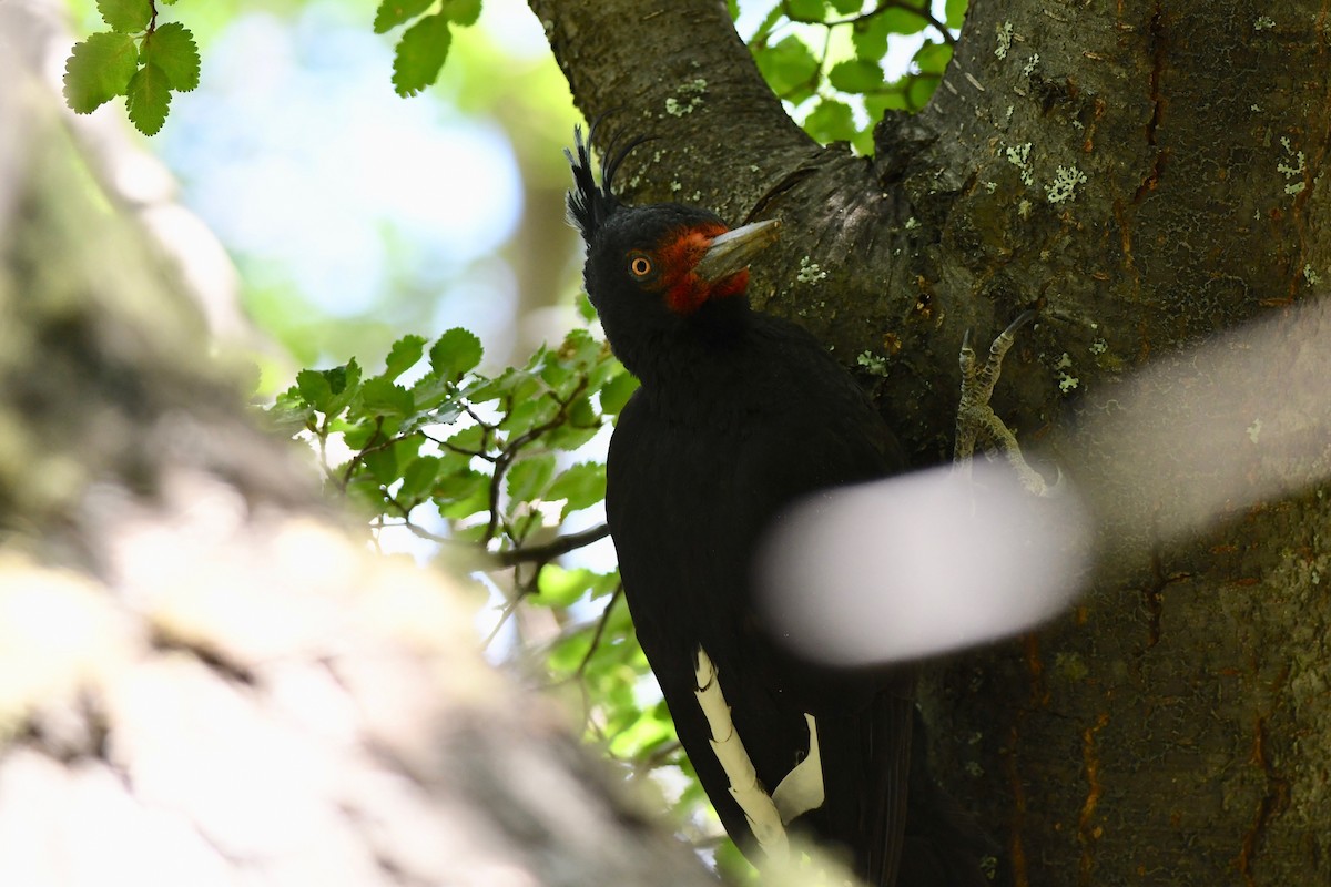 Magellanic Woodpecker - Antoine Reboul