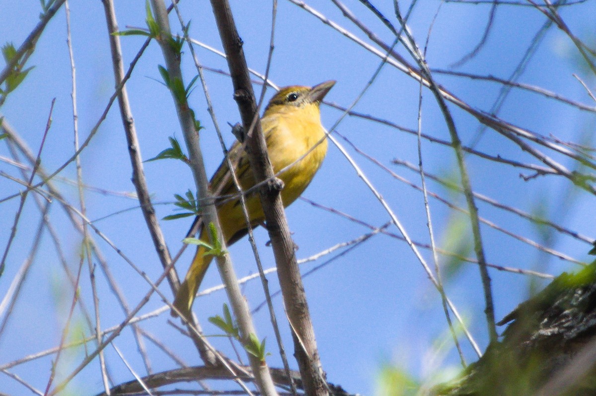 Summer Tanager - Mike Ostrowski