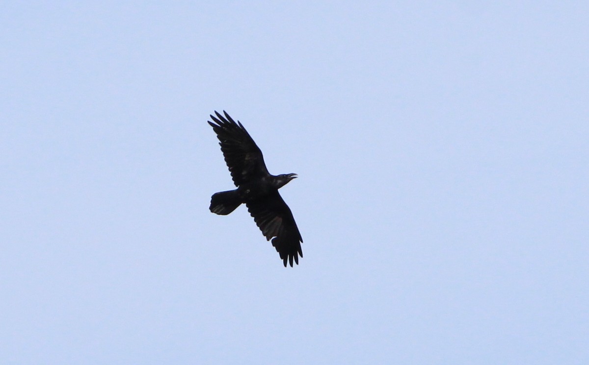 Common Raven - ML616160611