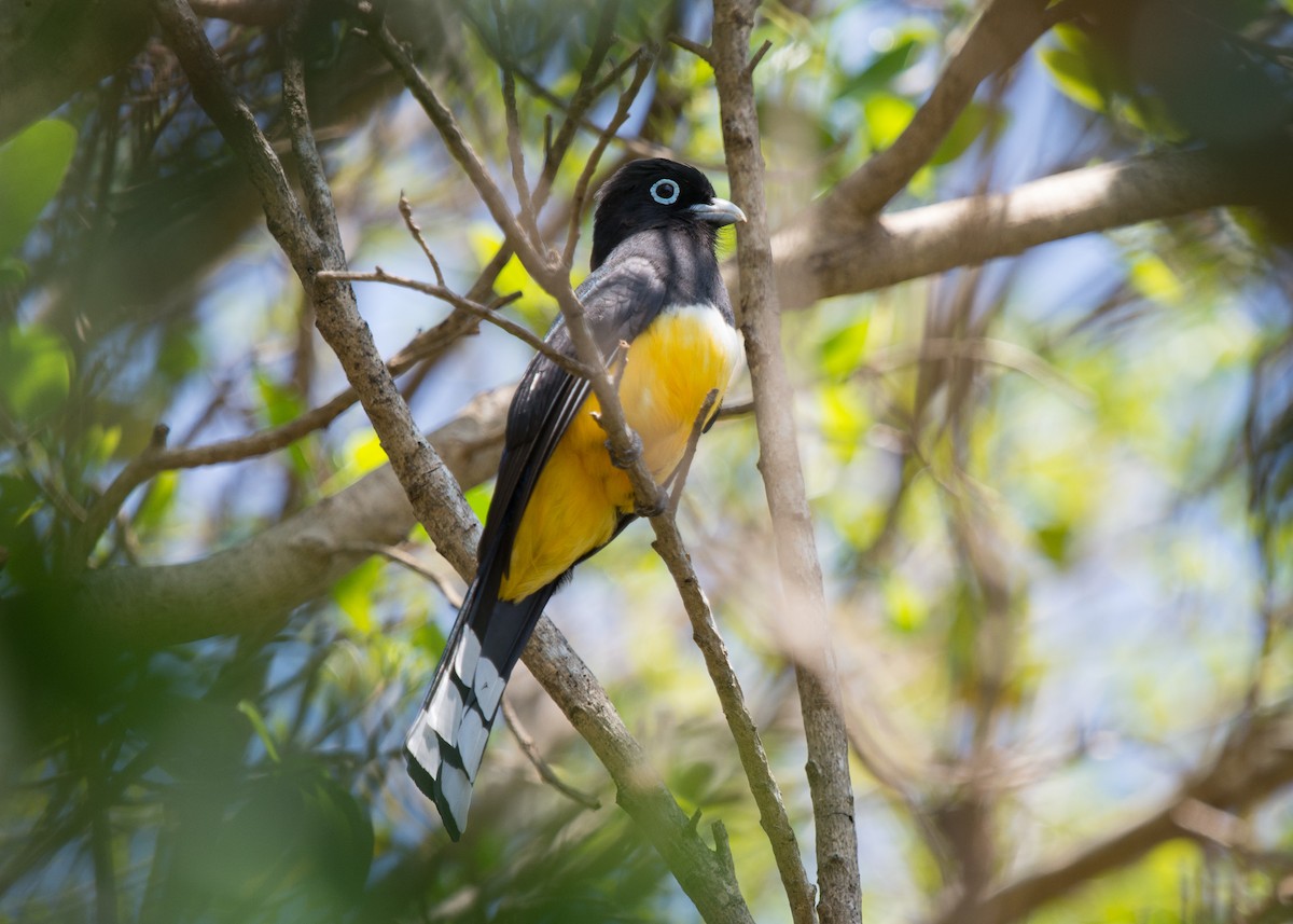 Trogon à tête noire - ML616160620