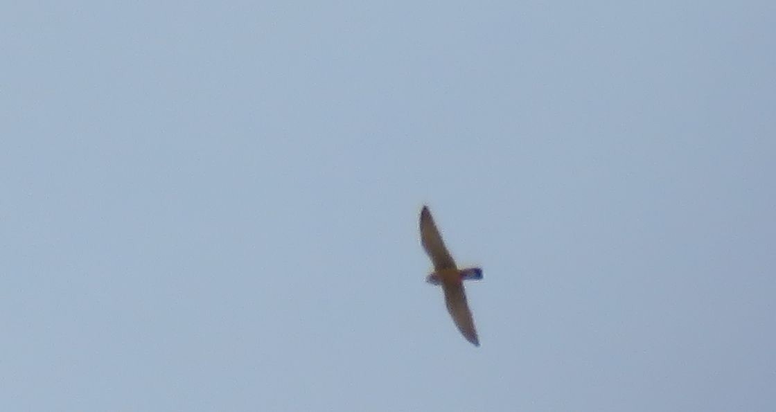 Lesser/Eurasian Kestrel - ML616160625