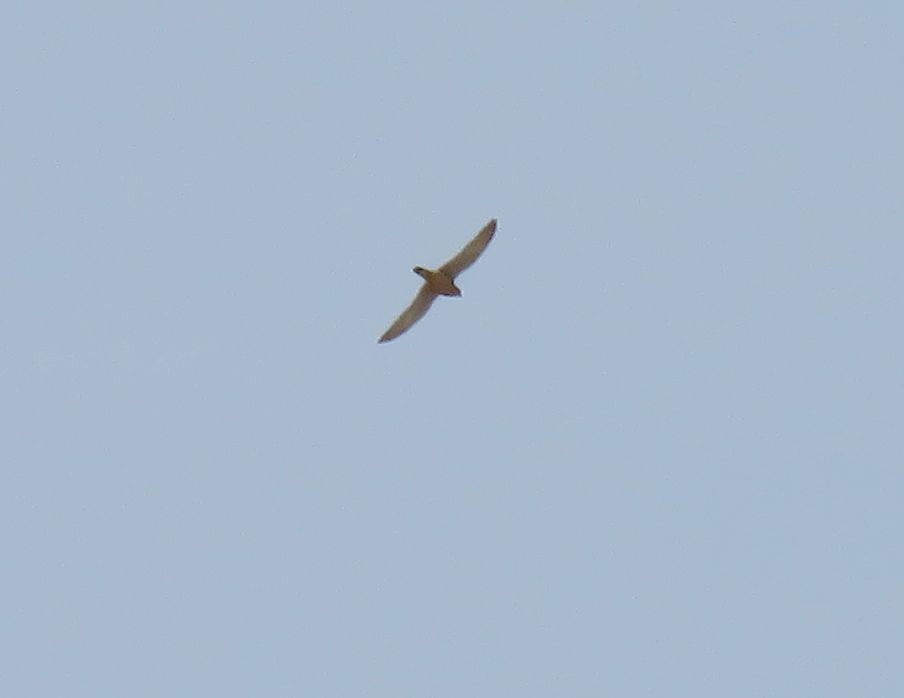 Lesser/Eurasian Kestrel - Abdessamad ENNOURY