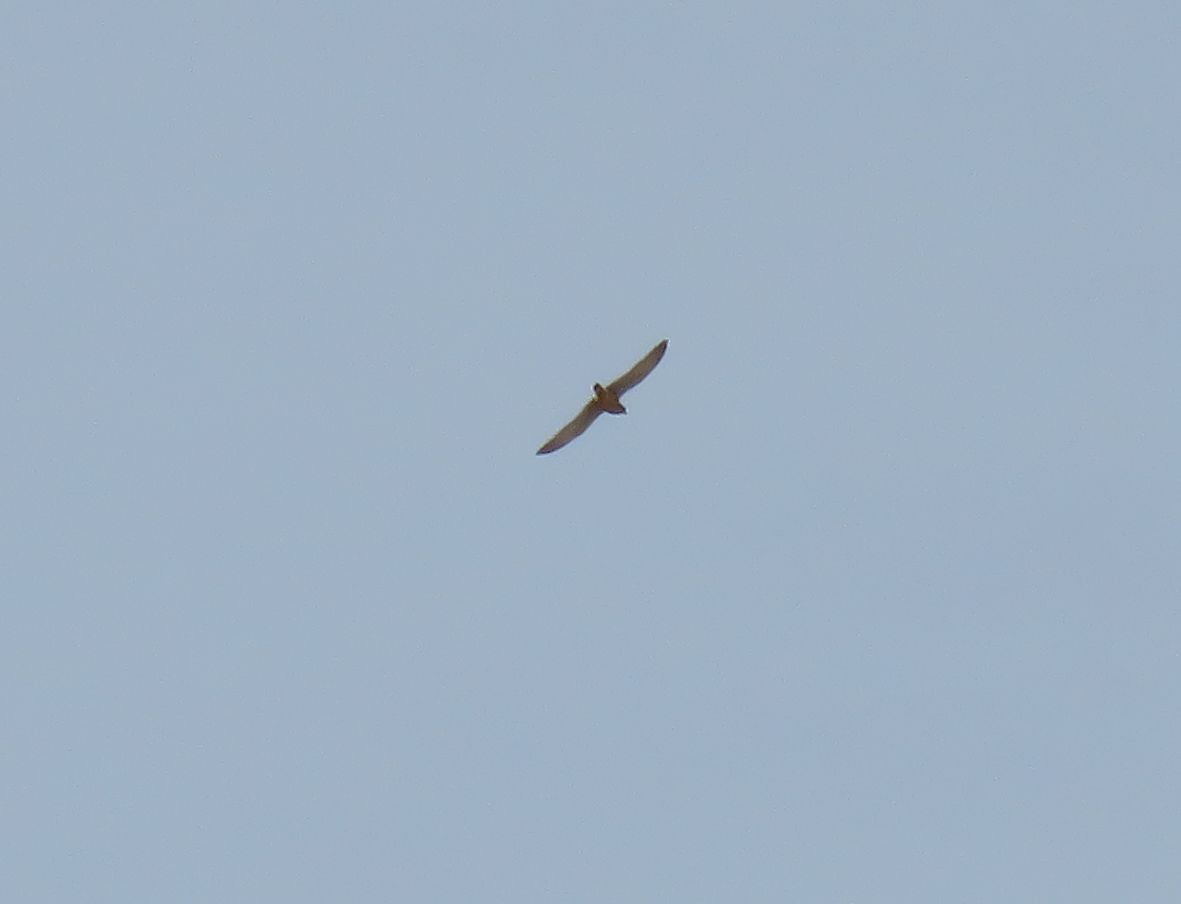 Lesser/Eurasian Kestrel - ML616160627