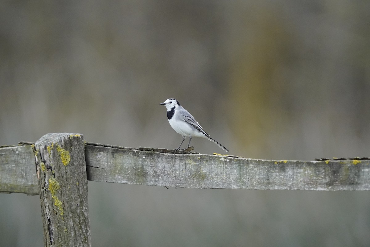 White Wagtail - ELIF OGRALI